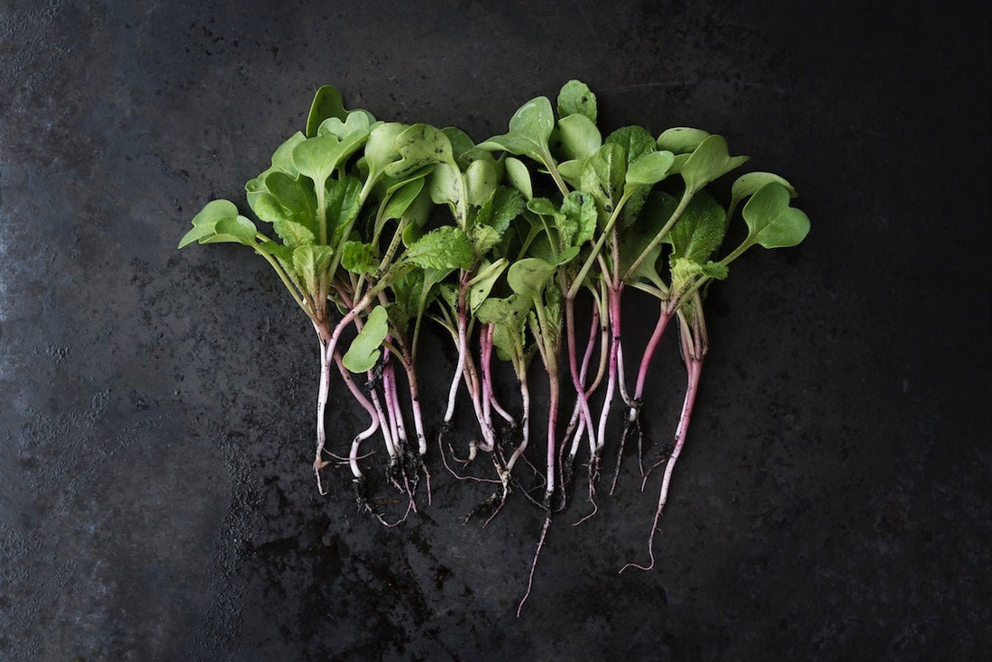 Brain Food: What to Eat in February for Optimal Health. | Motion Nutrition