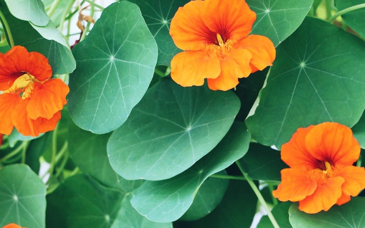 Eat the Rainbow in May: seasonal food for Optimal Health | Motion Nutrition