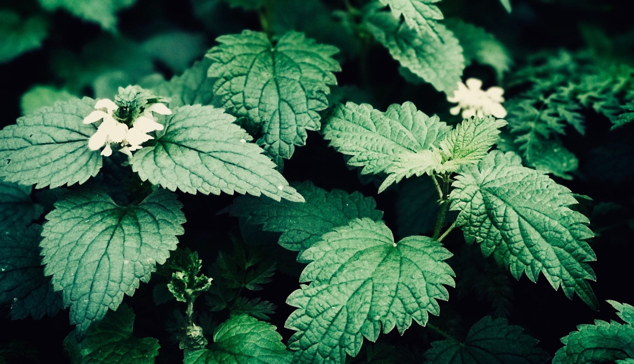 Plant Polyphenols: What to Eat in April for Optimal Health | Motion Nutrition